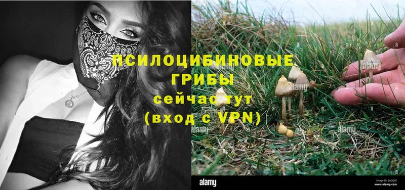 Галлюциногенные грибы Psilocybe  как найти наркотики  Бокситогорск 